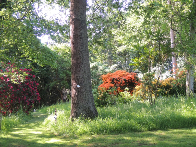 The Place for Plants, East Bergholt Place Garden